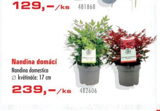 Nandina domácí