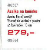 Azalka na kmínku Azalea Flandresse