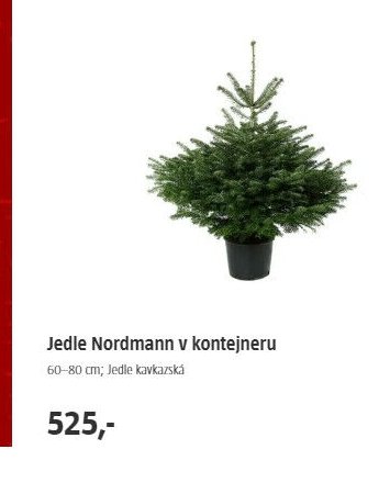 Jedle Nordmann v kontejneru