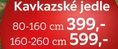 Kavkazské jedle 80-160 cm