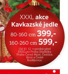 Kavkazské jedle 80-160 cm