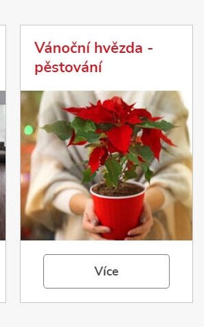 Vánoční hvězda - pěstování