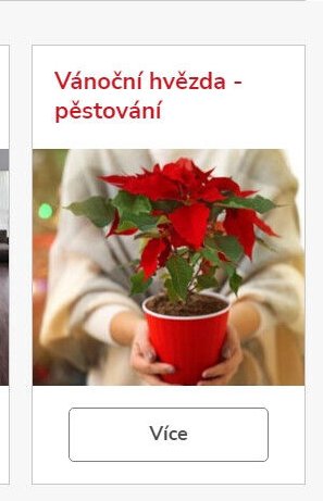 Vánoční hvězda - pěstování