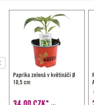 Paprika zelená v květináči 10,5 cm