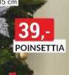 Poinsettia 30 cm