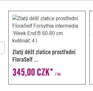 Zlatý déšť zlatice prostřední FloraSelf Forsythia intermedia 'Week End' 60-80 cm květináč 4 l