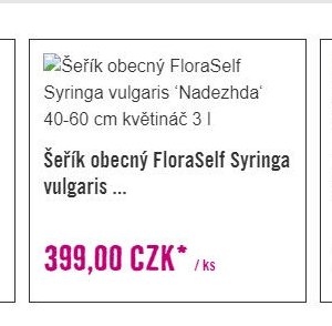Šeřík obecný FloraSelf Syringa vulgaris 'Nadezhda' 40-60 cm květináč 3 l