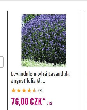 Levandule modrá Lavandula angustifolia