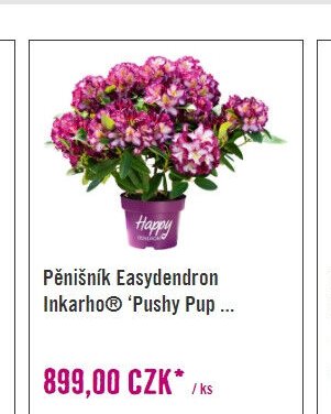 Pěnišník Easydendron Inkarho 'Pushy Pup'