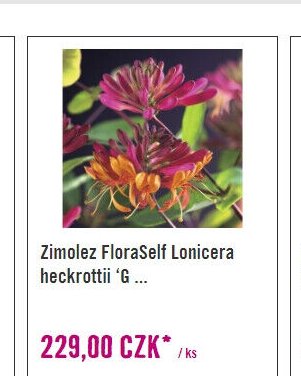 Zimolez FloraSelf Lonicera heckrottii 'G
