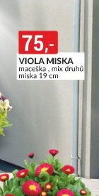 VIOLA MISKA maceška, mix druhů miska 19 cm