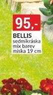 BELLIS sedmikráska mix barev miska 19 cm