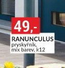 RANUNCULUS pryskyřník, mix barev, k12