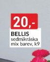 BELLIS sedmikráska mix barev, k9