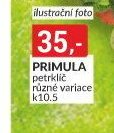 PRIMULA petrklíč různé variace k10.5