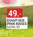DIANTHUS PINK KISSES karfiát, k9