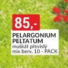 PELARGONIUM PELTATUM muškát převislý mix berv, 10 - PACK