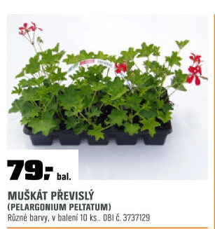 Pelargoniepeltatummuškátpřevislý