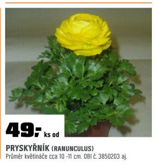 Ranunculus
