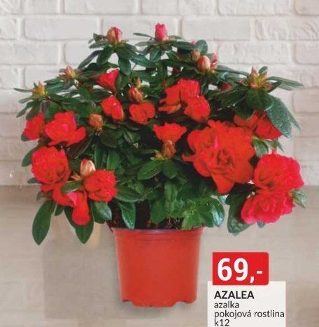 AZALEA azalka pokojová rostlina k12