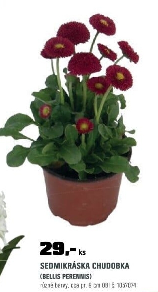 Bellis