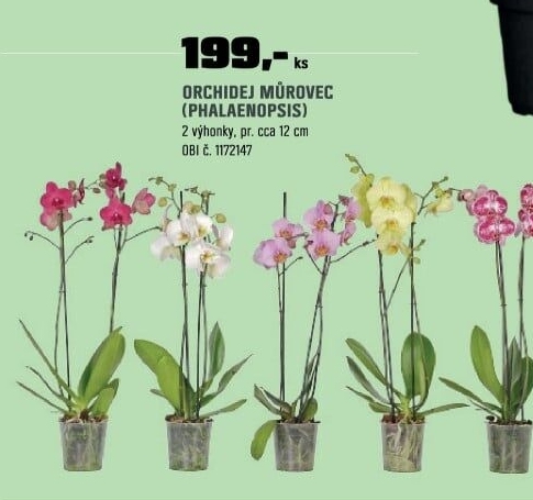 Phalaenopsis 2 vyhon14+ **