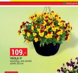 VIOLA