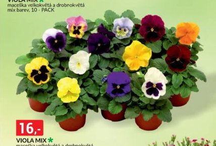 VIOLA MIX