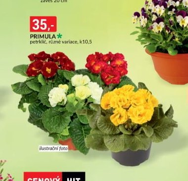PRIMULA