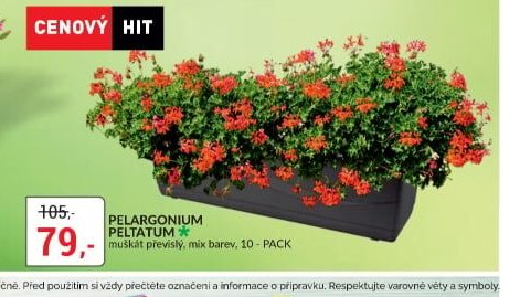 PELARGONIUM PELTATUM