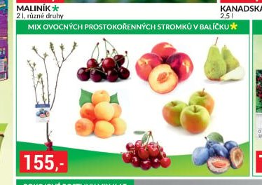 MIX OVOCNÝCH PROSTOKOŘENNÝCH STROMKŮ V BALÍČKU