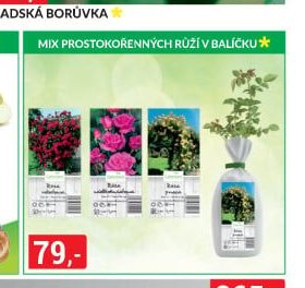 MIX PROSTOKOŘENNÝCH RŮŽÍ V BALÍČKU