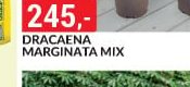 DRACAENA MARGINATA MIX