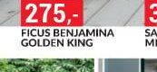 FICUS BENJAMINA GOLDEN KING