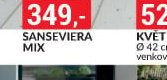 SANSEVIERA MIX
