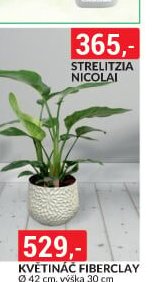 STRELITZIA NICOLAI