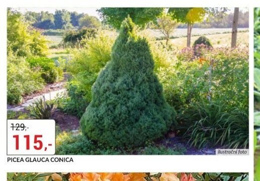 Picea glauca Conica