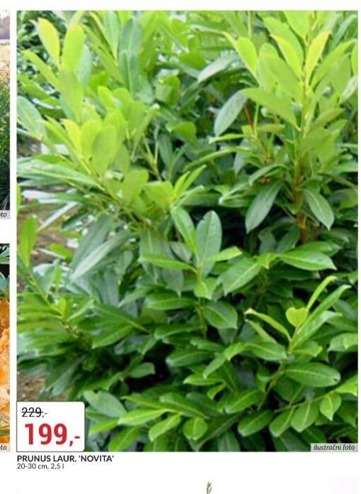 Prunus laur. 'Novita'