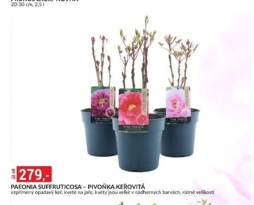 Paeonia suffruticosa - Pivoňka keřovitá
