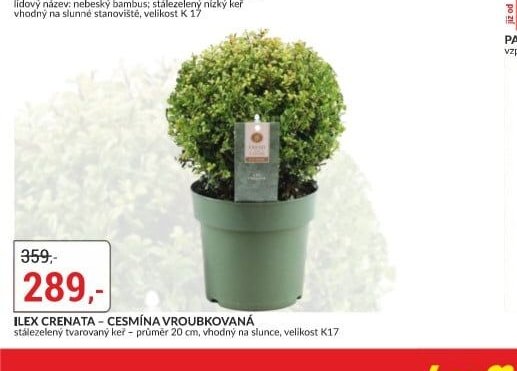 Ilex crenata - Cesmína vroubkovaná