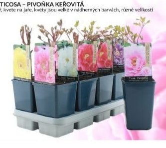 Paeonia suffruticosa (více kusů)