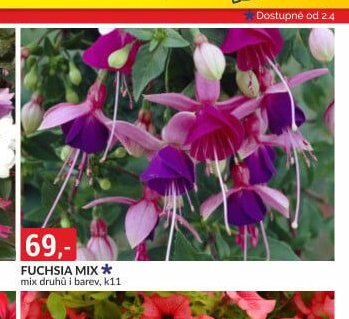 FUCHSIA MIX