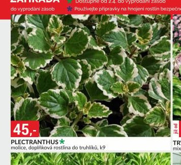 PLECTRANTHUS