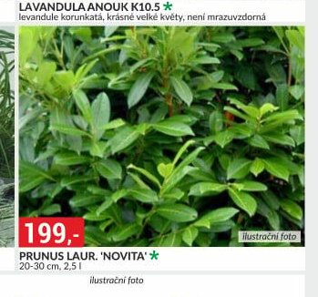 PRUNUS LAUR. 'NOVITA'