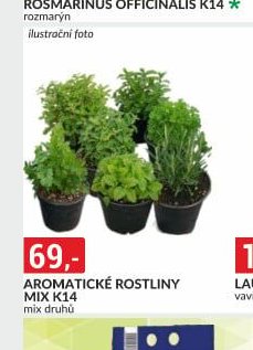 AROMATICKÉ ROSTLINY MIX K14