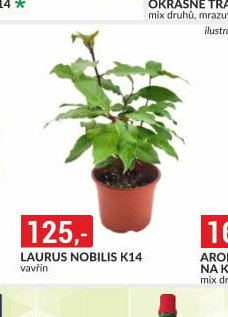 LAURUS NOBILIS K14