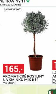 AROMATICKÉ ROSTLINY NA KMÍNKU MIX K14