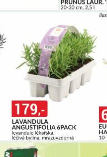 LAVANDULA ANGUSTIFOLIA 6PACK