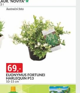 EUONYMUS FORTUNEI HARLEQUIN P13