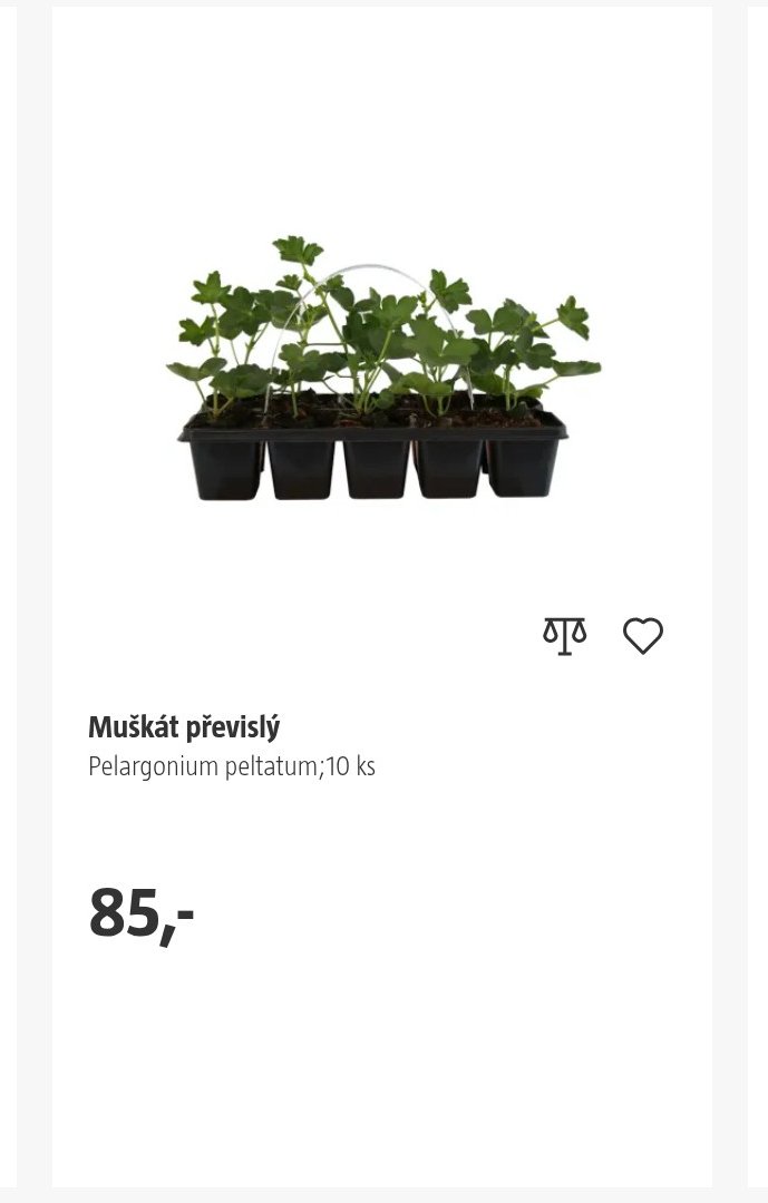 Muškát převislý